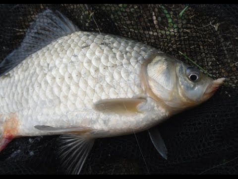 Video: Welcher Köder Ist Für Karausche Im Herbst Geeignet?