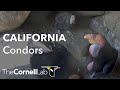 Live Endangered California Condors Nesting at Huttons Bowl | Cornell Lab