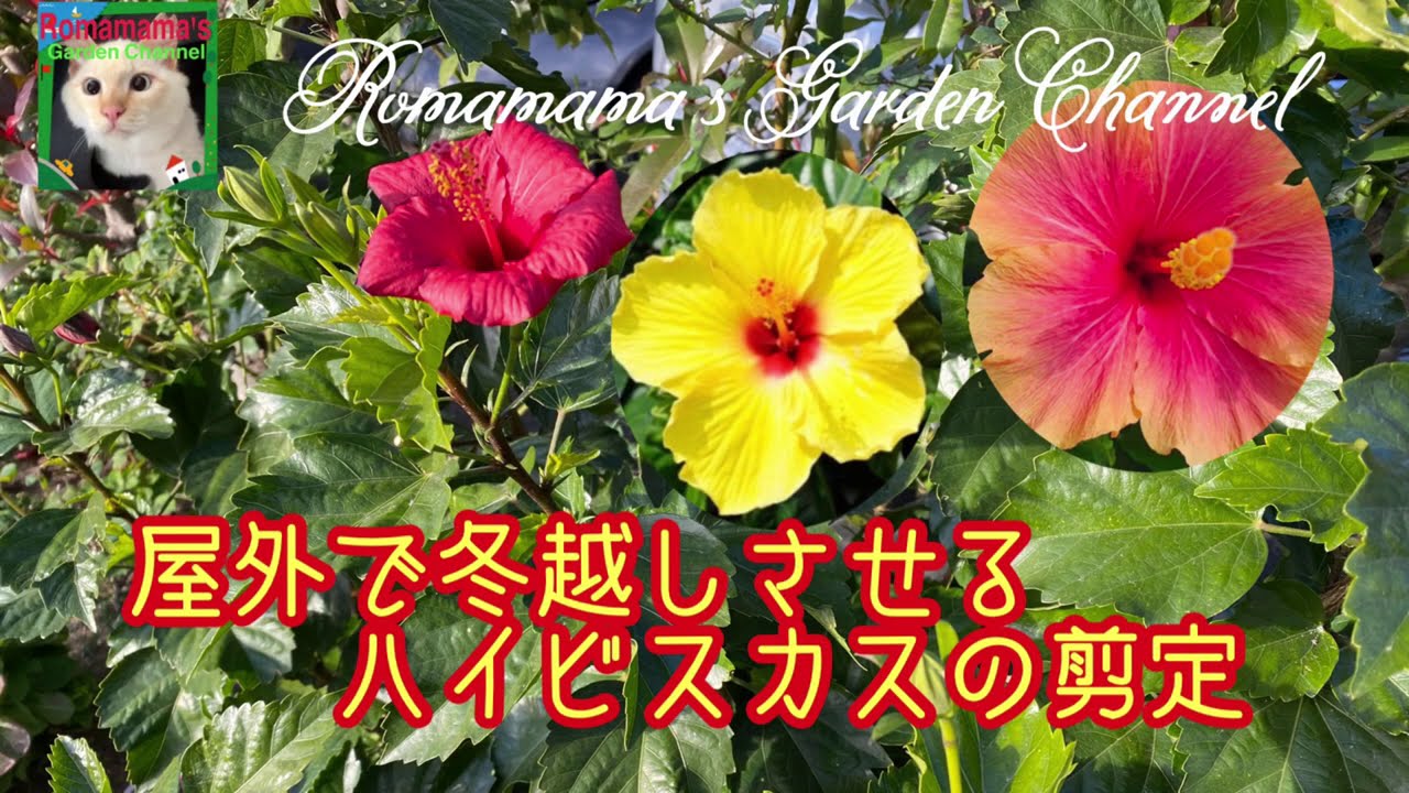 ハイビスカス 屋外で冬越してさせるハイビスカスの剪定 越冬 鉢植え Youtube