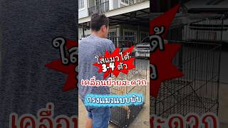 กรงแมวพับได้ ใส่แมว 3-4 ตัว มีล้อเลื่อน#กรงแมว #กรงแมวพับได้ #กรงแมวแบบพับได้ #พ่อวีทาสแมว
