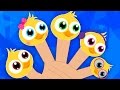 Finger Family Ducks | Nursery Rhymes For Childrens And Kids | Baby Songs