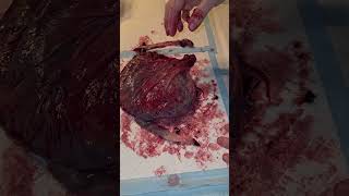 Honor your placenta give it gratitude! #placenta #newborn #pregnancy