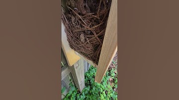 Wren nest in a bluebird nesting box