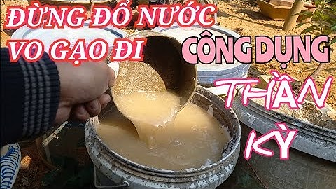 Đừng đổ nước vo gạo đi! Sử dụng làm nước ngâm tưới siêu tốt cho hoa hồng và các loại cây cảnh.