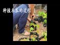 种植木瓜的过程 1