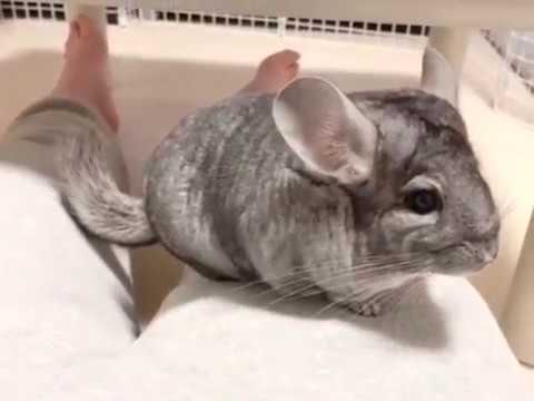 Vidéo: Infection Et Inflammation De L'utérus Chez Les Chinchillas