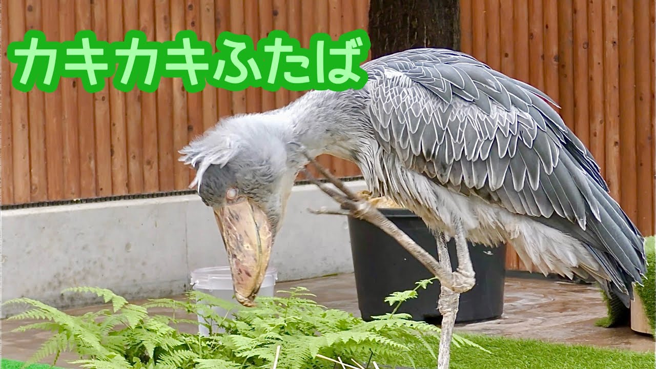 ハシビロコウ ふたばちゃん カキカキしたあと動かない鳥になりました