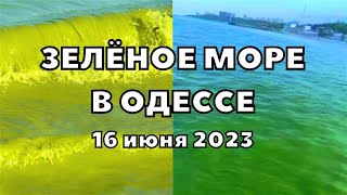 В Одессе зелёное море стало после разрушения Каховской ГЭС