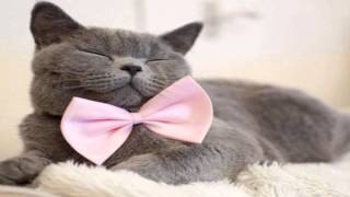 Коты Джентельмены нарезка слайдов 2015! Коты Джентельмены нарезка слайдов 2015!