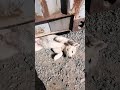 белый кудрящка))