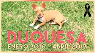 DUQUESA † 🐶 (Enero '16 - Abril '17) | JOHN DIOSDADO