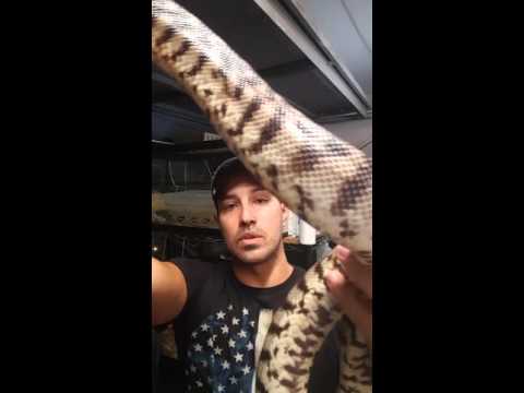 Female Black Headed Python