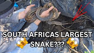 Python hiding on a farm!