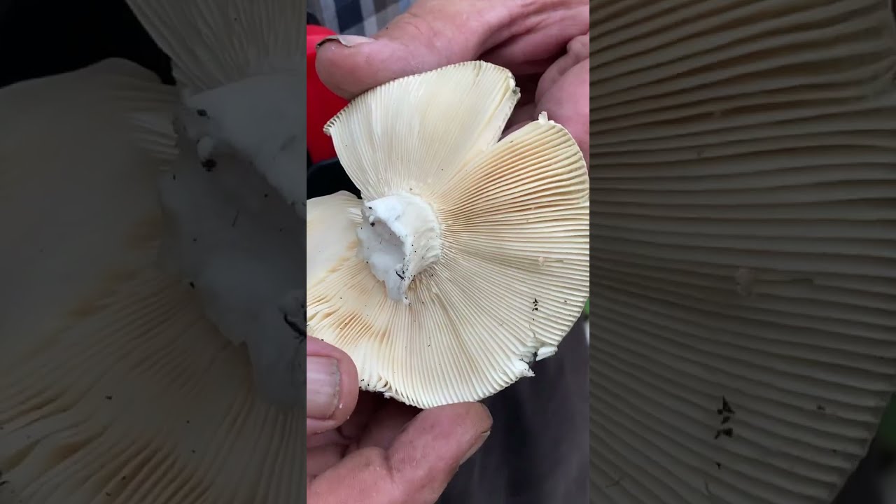 This Mushroom Is Peppery, But Not Tasty!