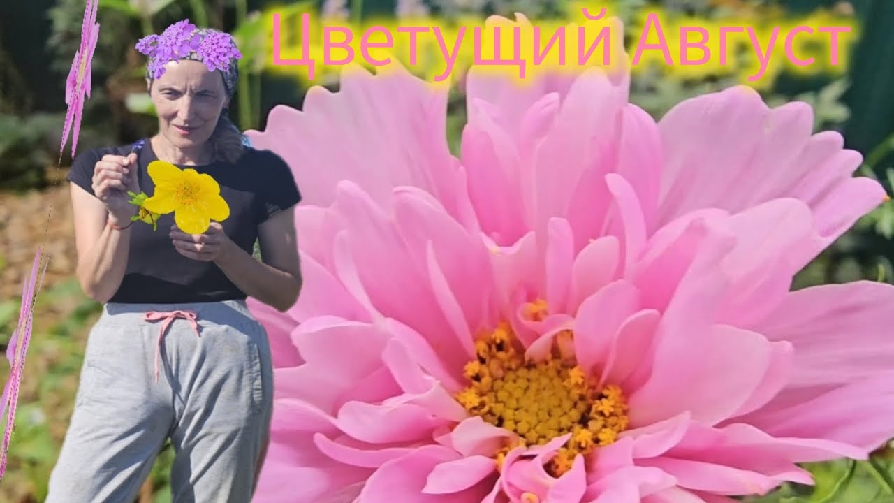 Новые Растения ☘️ Цветы Августа в Саду 🌸 Обзор 🏵️