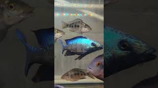 Фоссорихромис ростратус (Fossorochromis rostratus)