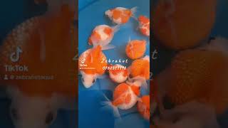 fish fishlover aquarium aquariumfun