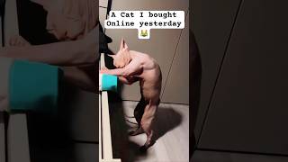 Bought Online cat 😱#youtubeshorts  #shortfilm  #shorts