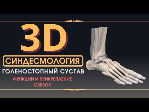 Связки Голеностопного Сустава - 3D Анатомия Связок