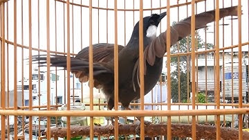 Khướu bạc má Múa Hót cực sung kích khướu nhà bạn căng lửa/Kích Múa cực mạnh giúp bổi nhanh lên lửa