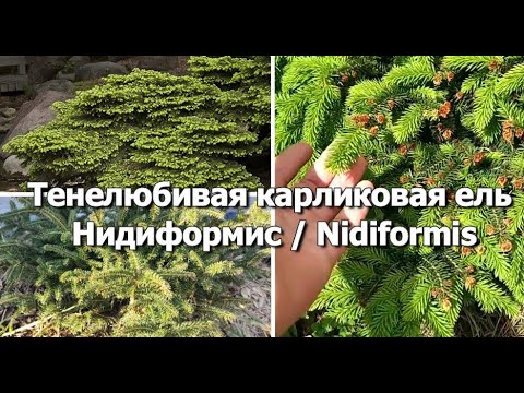 Выбираем хвойные растения для сада | Тенелюбивая карликовая ель ...