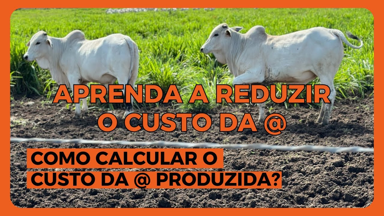QUANTO CUSTA Produzir Uma ARROBA Eu Te Digo Aqui Nesse V deo YouTube Quanto Custa Produzir Uma Arroba Eu Te Digo Aqui Nesse V Deo Youtube