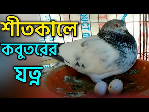 শীতে কবুতরের যত্ন | winter care for pigeon | low temperature care pigeon | winter season for pigeon