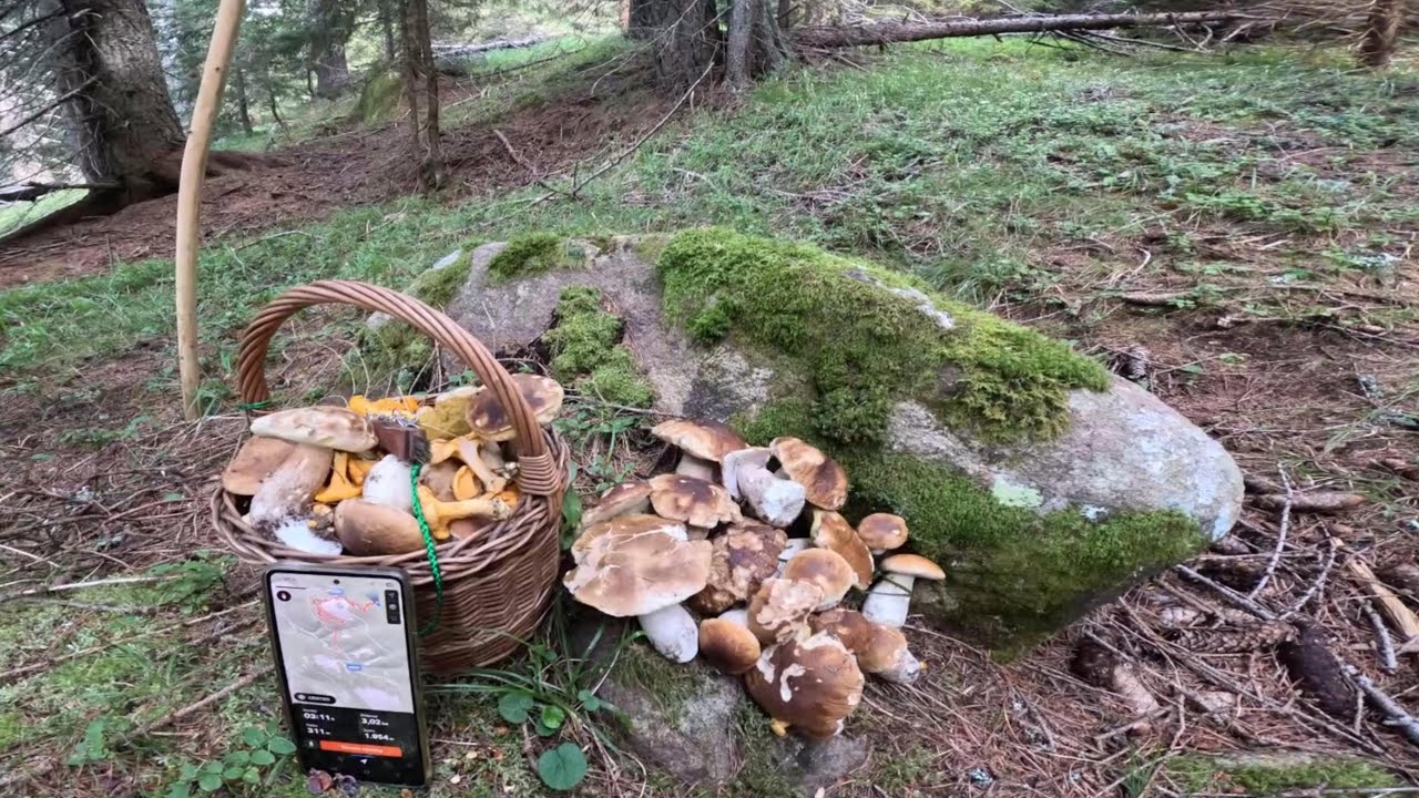 Porcini 2025 d'alta quota del 16 agosto  la buttata 🍄‍🟫🍄‍🟫🍄‍🟫 continua... in zone esposte a nord !!