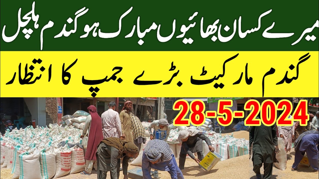New Gandum ka rate today |wheat price today in punjab 2024 - YouTube
