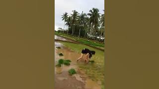 Kren Cewek Cantik Tanam Padi Di Sawah