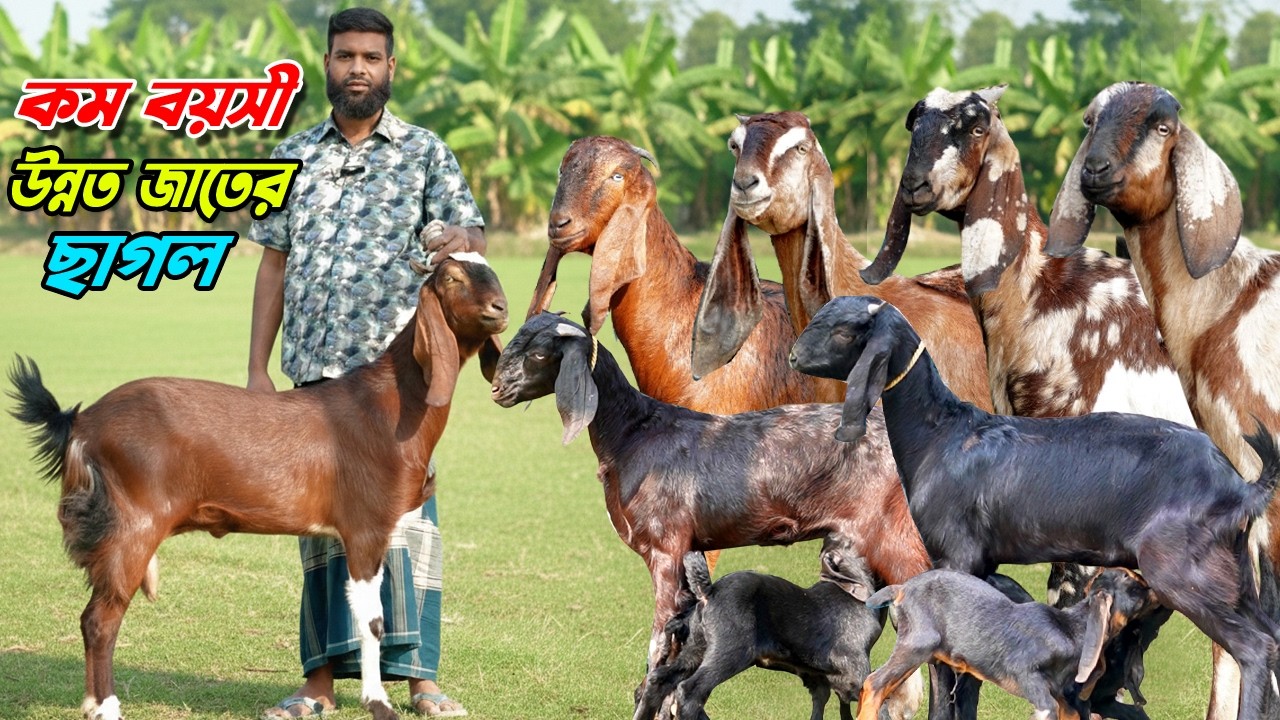 কম বয়সী উন্নত জাতের ছাগল কিনুন সর্বনিম্ন দামে। খামার উপযোগী ছাগলের কালেকশন।