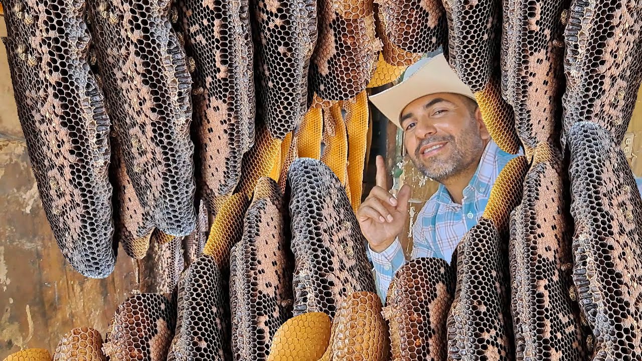 Cómo reubicar abejas #50