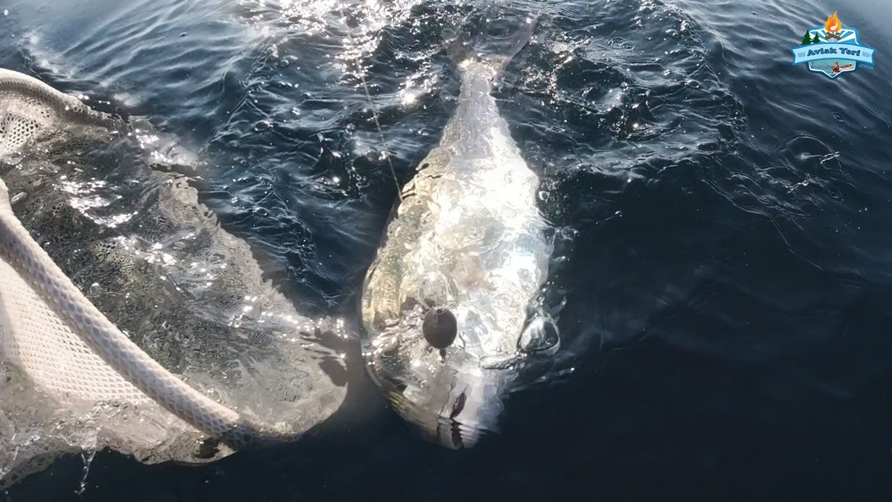 DEV BALIKLARIN İÇİNDEYİZ!! SPİN İLE KİLOÜSTÜ ÇUPRA AVLARI!! 21 KASIM 2020