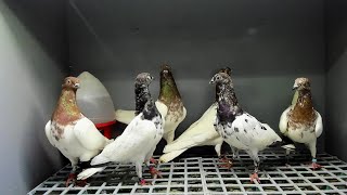 Baska-Bango-Kelebek-Ti̇p-Dönek -Mardi̇n -Süs Kuşlari- Posta- Mezat İstanbul Bayrampaşa-Kenan Erkan