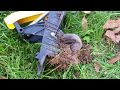 How To Catch a Mole - Talpirid Mole Trap Success