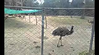 Zoo Chat Beer, Chandigarh