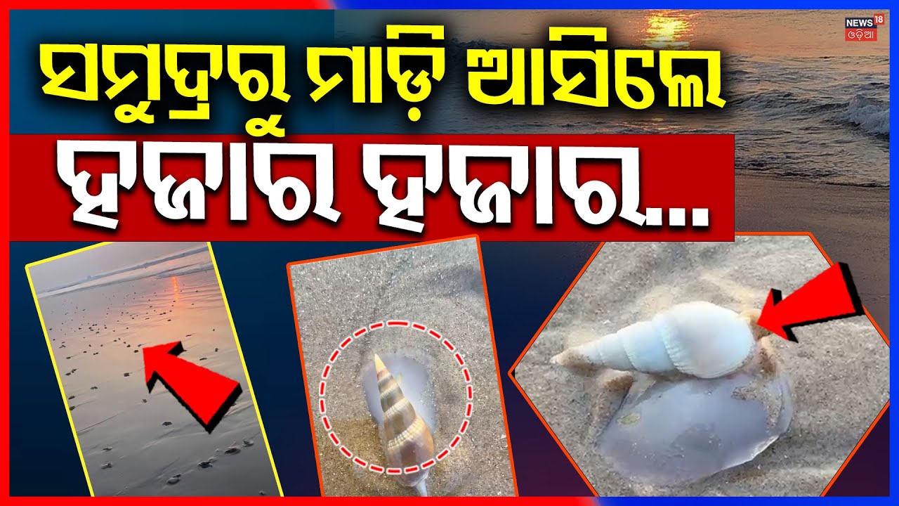 ସମୁଦ୍ରରୁ ମାଡ଼ି ଆସିଲେ ହଜାର ହଜାର...Puri Sea Snail Phenomenon: Live Snails Seen on the Beach |Odia News