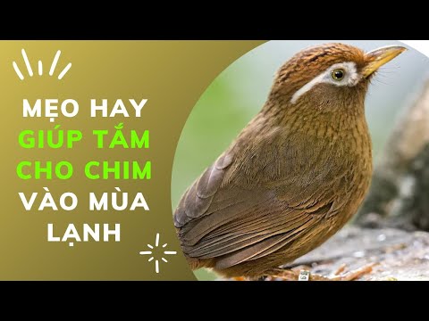 Video: Cách Giúp Chim Qua Mùa Đông - Thêm Tắm Nước Nóng Cho Chim