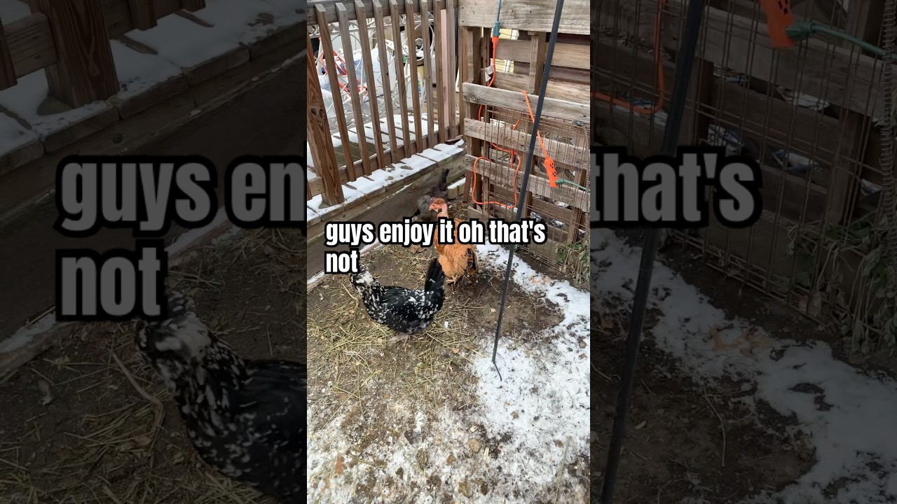 ￼CHICKEN UPDATE 1-11-25 
