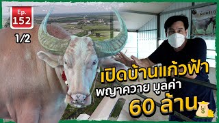 เปิดบ้านแก้วฟ้า พญาควาย มูลค่า 60 ล้าน - เพื่อนรักสัตว์เอ๊ย EP.152 1/2