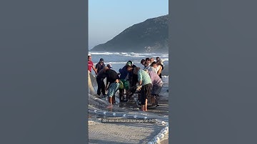 Hàng ngàn người bắt cá tại đập Thủy điện Trị An xả lũ #batca #lũ #thydien #trian