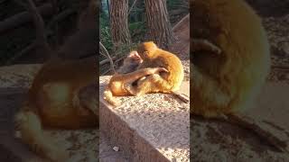 Animal Caring and Protecting Wild Macaques Wonderful Animal World 020921 46