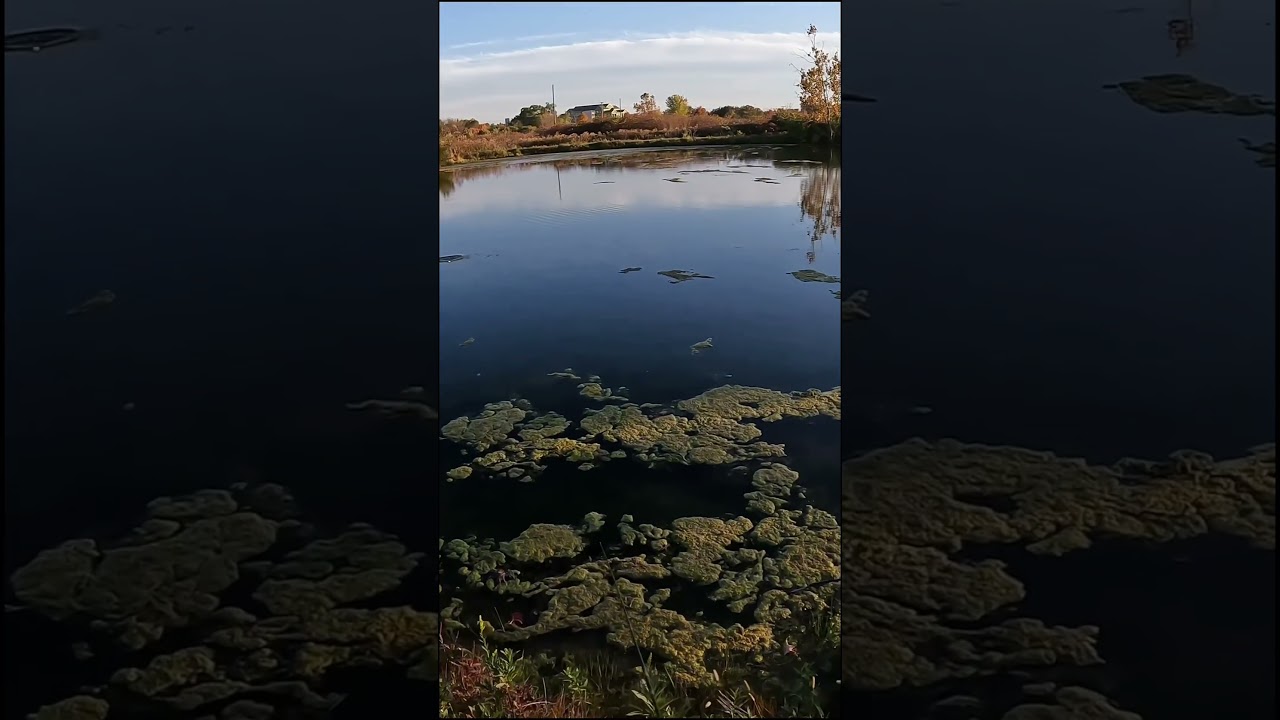 Bud is not catching anything with the trump lure. 