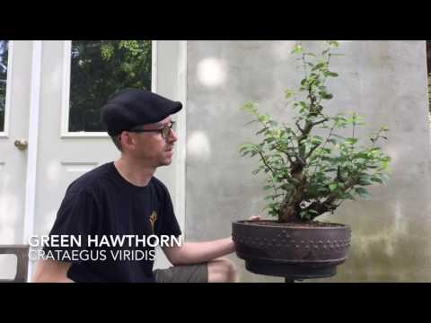 Video: Apa Itu Blackhaw Viburnum Tree: Perawatan Pohon Blackhaw Di Lanskap
