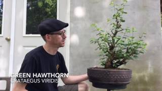 Bonsai: Collected Material Update: Spring 2016