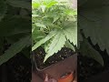 now u can see progress.  1 month today #trending #shorts #shortvideo