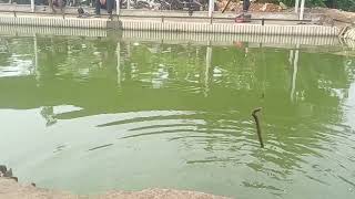 Mancing Ikan  Sabar Tingkat Dewa! Drama Ikan Bawal yang Lagi Gak Nafsu Makan