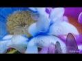 蜷川實花×夢幻水母-墨田水族館