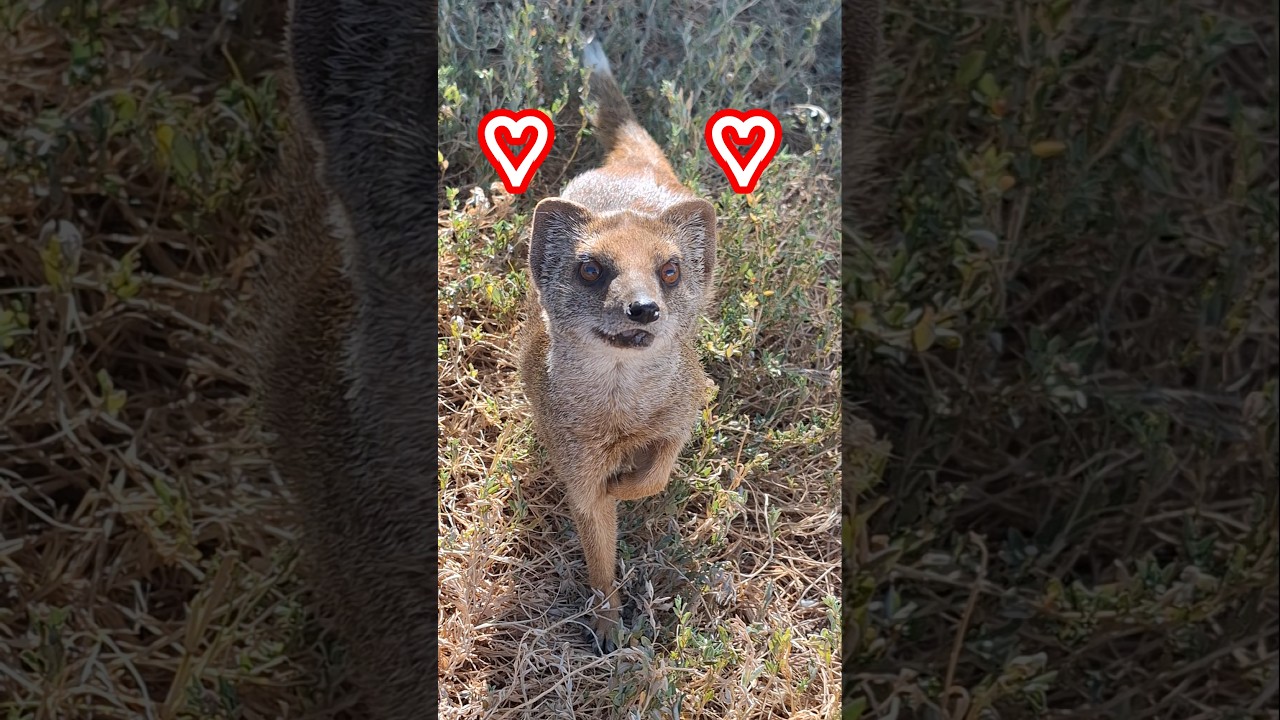 SHE IS VERY #CURIOUS #mongoose #mongooses #mangusta #Manguste #マングース #cynictis #Mungo #Māoy&ograve;u