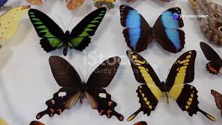 Fluttering Beauties: Ecuador's Dazzling Butterflies and Moths #animal2024 #wildlife